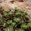 Sedum 'Spurium brown'