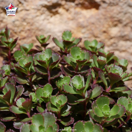 Sedum 'Spurium brown' Sedum 'Spurium brown'