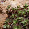 Sedum 'Spurium brown'