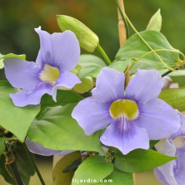 Thunbergia grandiflora 'Augusta Blue' Thunbergia grandiflora 'Augusta Blue'
