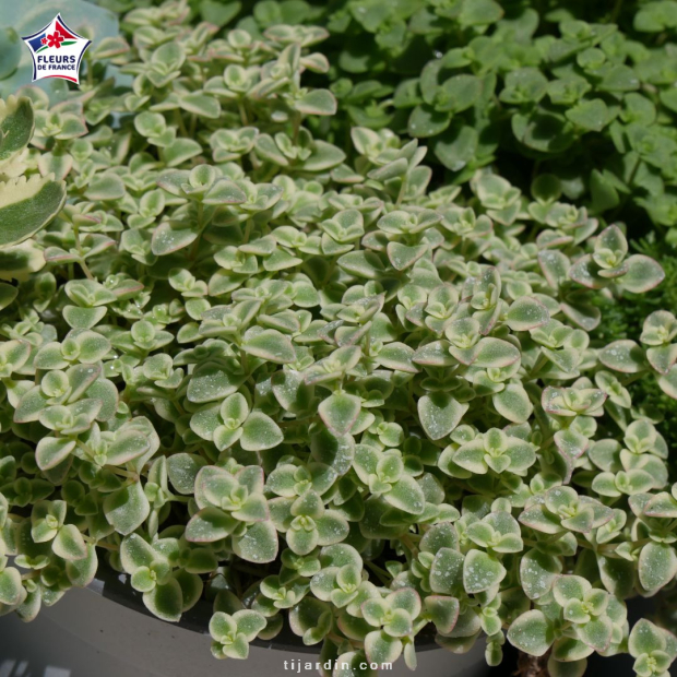 Sedum 'Little Missy'