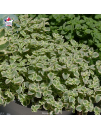 Sedum 'Little Missy'