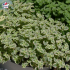 Sedum 'Little Missy'