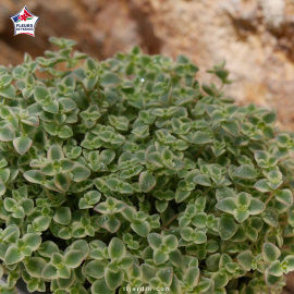 Sedum 'Little Missy'
