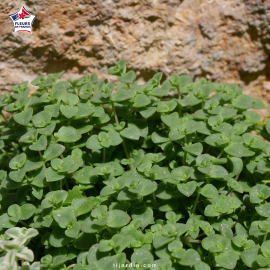 Sedum 'Little Missy'