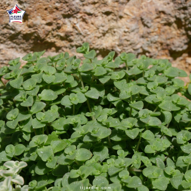 Sedum 'Little Missy'