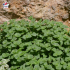Sedum 'Little Master'