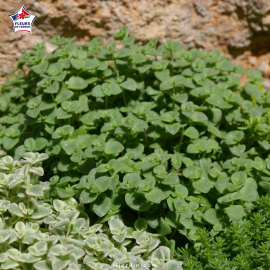 Sedum 'Little Missy'