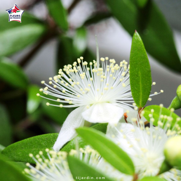 Myrtus communis (Myrte)