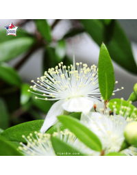 Myrtus communis - Myrte