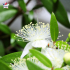 Myrtus communis - Myrte