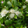 Myrtus communis (Myrte)
