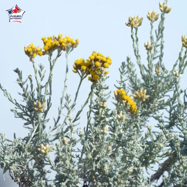 Helichrysum italicum subsp serotinum (plante curry, immortelle des dunes)