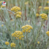 Helichrysum italicum subsp serotinum (plante curry, immortelle des dunes)