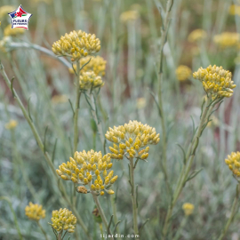 Helichrysum italicum subsp serotinum (plante curry, immortelle des dunes)