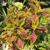 Coleus 'Fishnet Gold' - Solenostemon