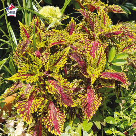Coleus 'Fishnet Gold' - Solenostemon