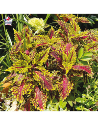 Coleus 'Fishnet Gold' - Solenostemon