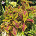 Coleus 'Fishnet Gold' - Solenostemon