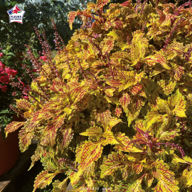 Coleus 'Fishnet Gold' - Solenostemon
