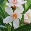 Nerium oleander 'Angiolo Pucci'