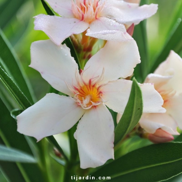 Nerium oleander 'Angiolo Pucci' Nerium oleander 'Angiolo Pucci'