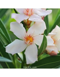 Nerium oleander - Laurier rose 'Angiolo Pucci'