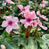 Cyclamen 'ILLUSIA'