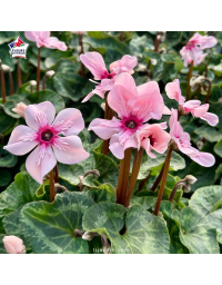 Cyclamen 'ILLUSIA Light with eye'