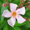 Nerium oleander 'Caro'