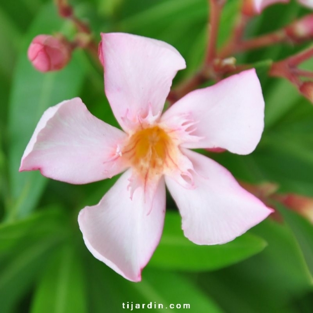 Nerium oleander 'Caro'