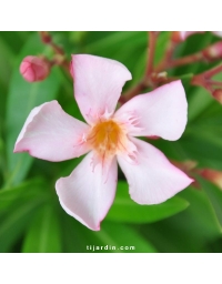 Nerium oleander - Laurier rose 'Caro'