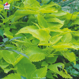 Coleus 'Lime Time' - Solenostemon