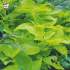Coleus 'Lime Time' - Solenostemon