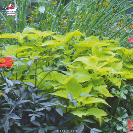 Coleus 'Lime Time' - Solenostemon