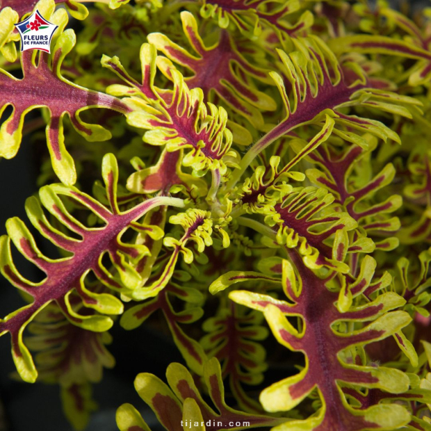 Coleus 'Skeletal' - Solenostemon