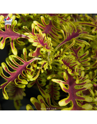 Coleus 'Skeletal' - Solenostemon