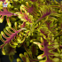 Coleus 'Skeletal' - Solenostemon