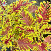 Coleus 'Skeletal' - Solenostemon