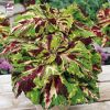 Coleus 'Kong Mosaïc' - Solenostemon