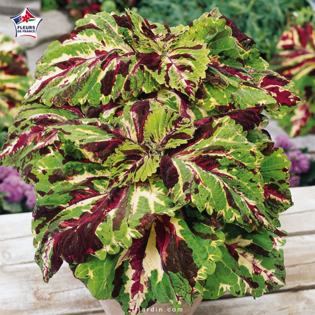 Coleus 'Kong Mosaïc' - Solenostemon