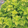 Coleus 'Electric Lime' - Solenostemon