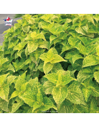 Coleus 'Electric Lime' - Solenostemon