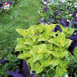 Coleus 'Electric Lime' - Solenostemon