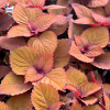 Coleus 'Feystone Fopper' - Solenostemon