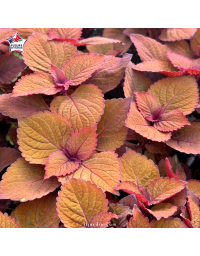 Coleus 'Feystone Fopper' - Solenostemon