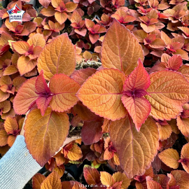 Coleus 'Feystone Fopper' - Solenostemon