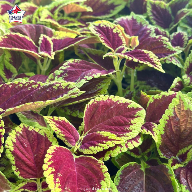 Coleus 'Fire Ball' - Solenostemon