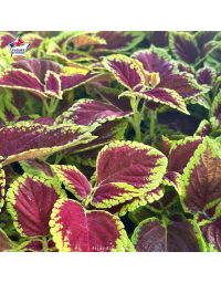 Coleus 'Fire Ball' - Solenostemon