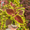 Coleus 'Fire Ball' - Solenostemon